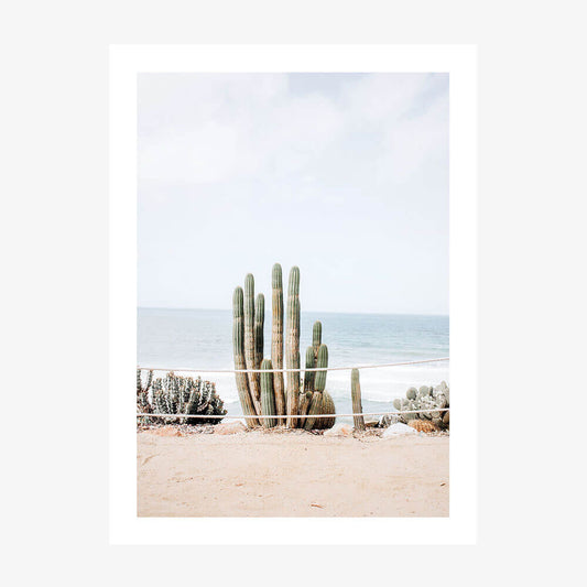 Ocean Cacti