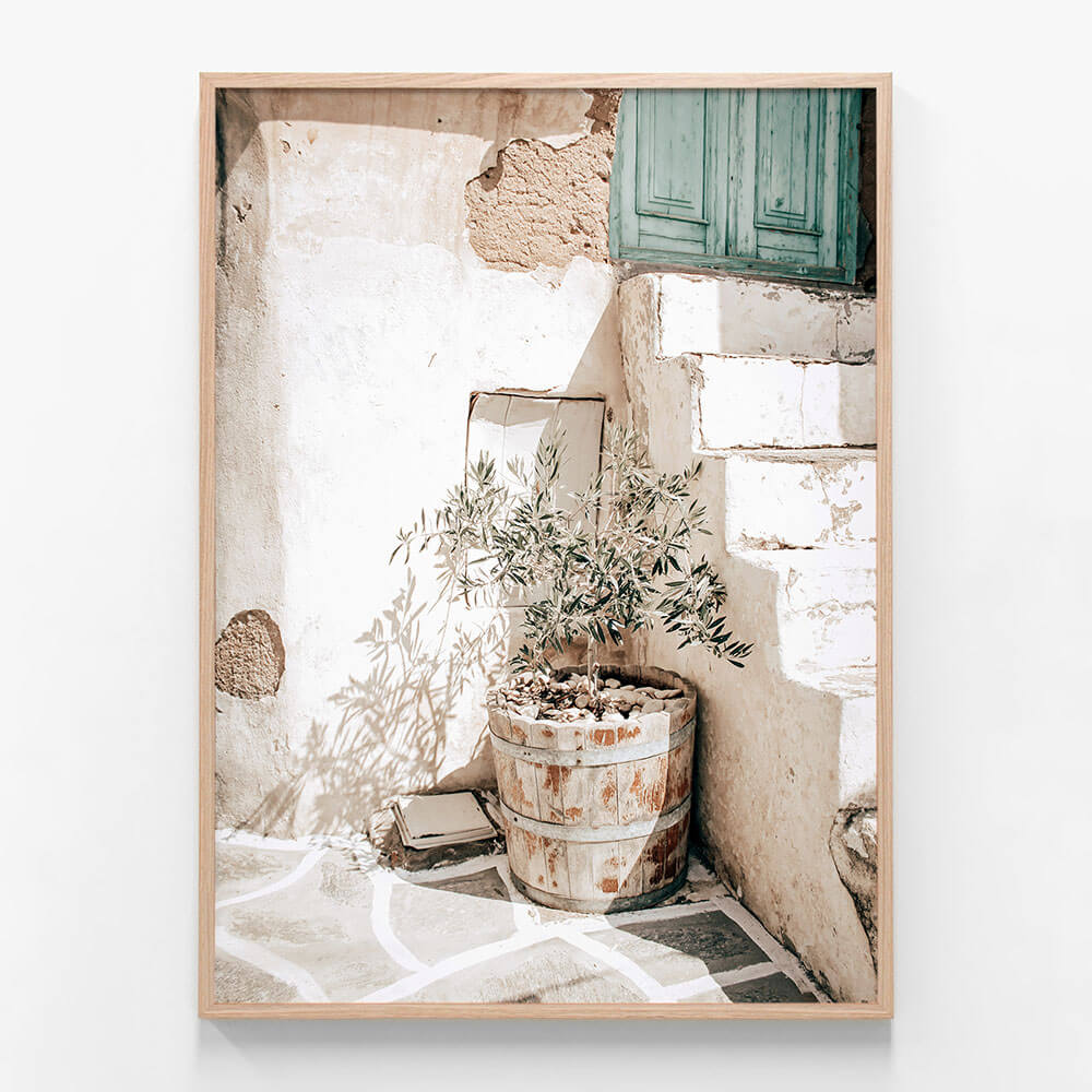 Olive Tree