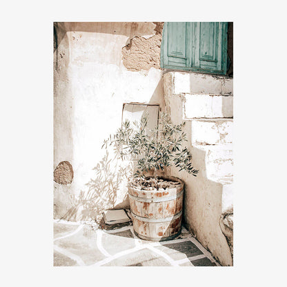 Olive Tree