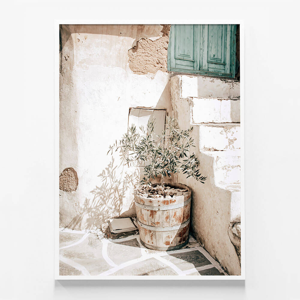 Olive Tree