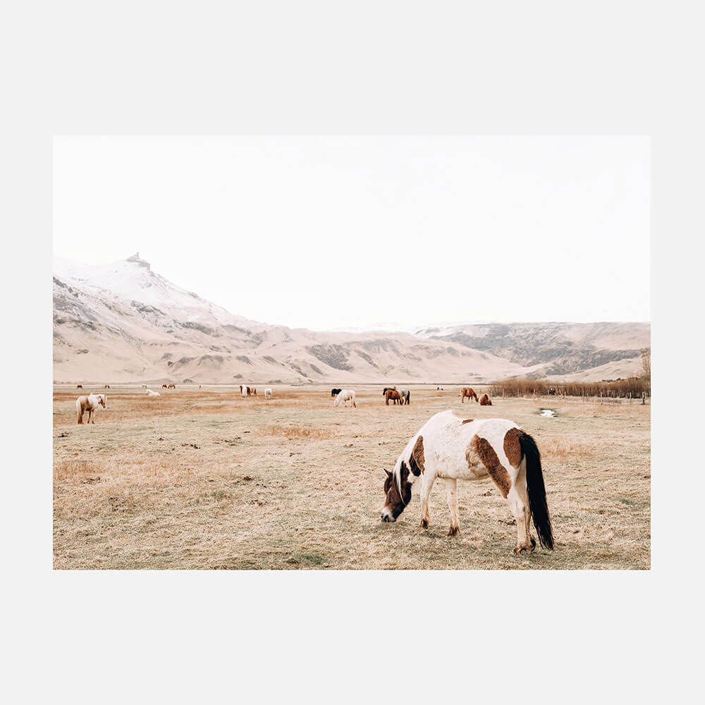 Open Pasture