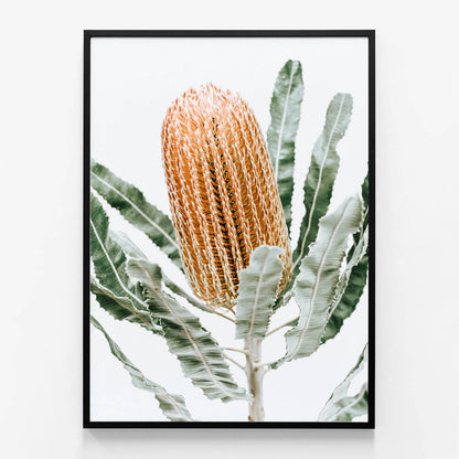 Orange Banksia