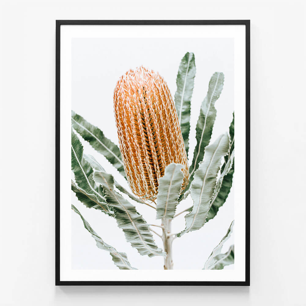 Orange Banksia