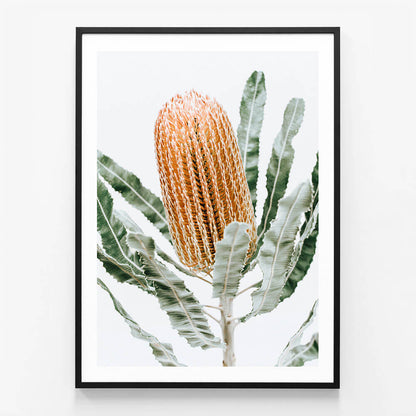 Orange Banksia