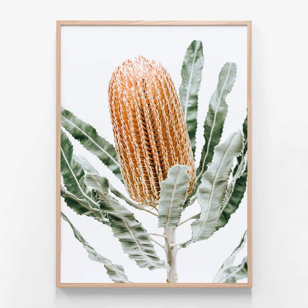 Orange Banksia