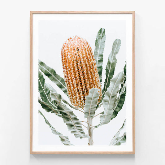 Orange Banksia