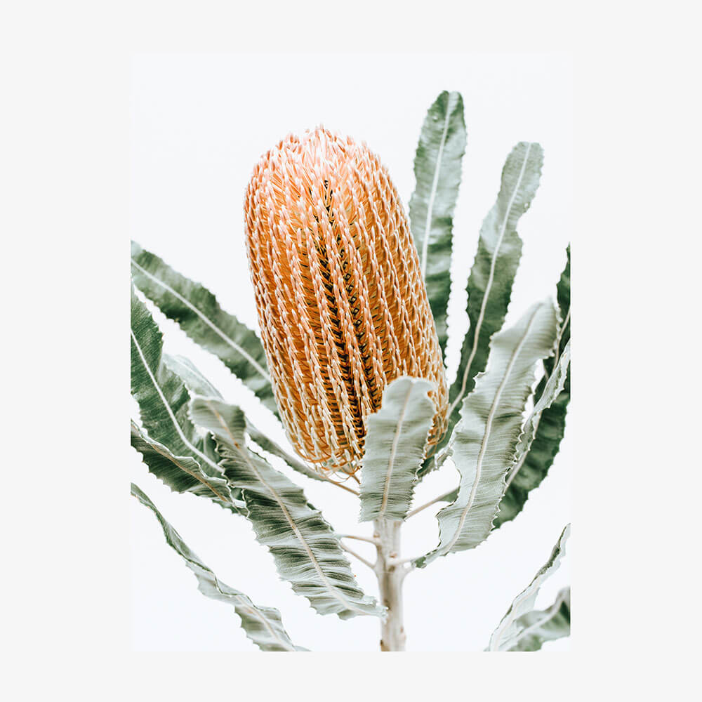 Orange Banksia