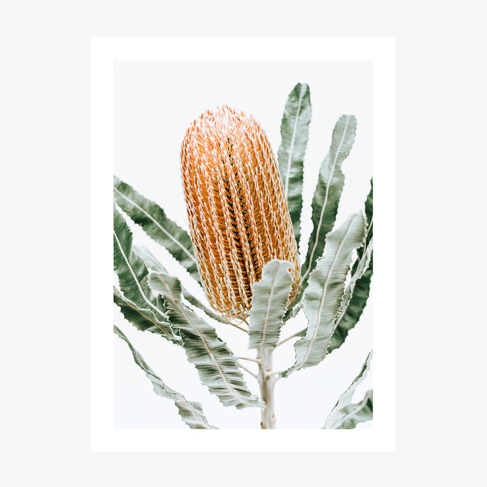 Orange Banksia