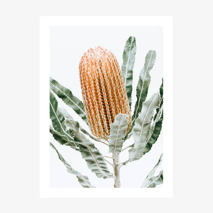 Orange Banksia