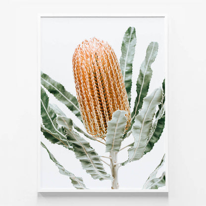 Orange Banksia