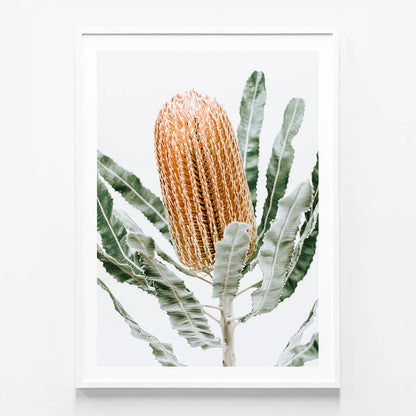 Orange Banksia