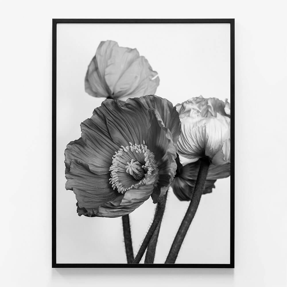 Oriental Poppies No. 2