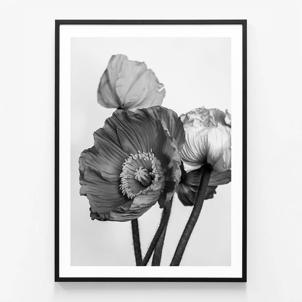 Oriental Poppies No. 2