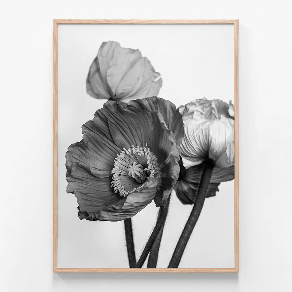 Oriental Poppies No. 2