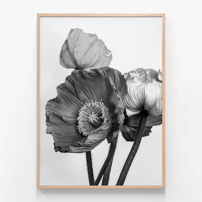 Oriental Poppies No. 2