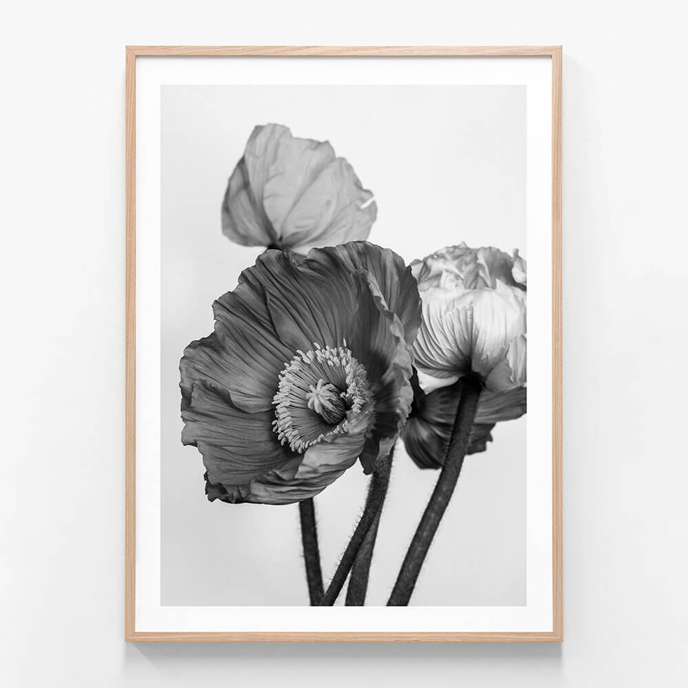 Oriental Poppies 2 wall art print in oak frame