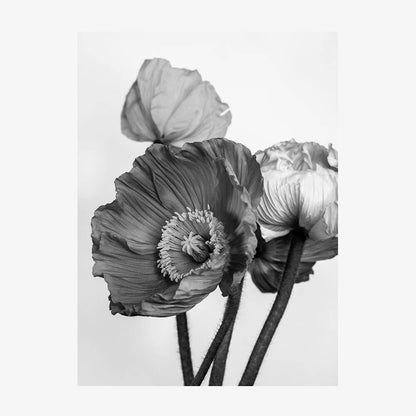 Oriental Poppies No. 2
