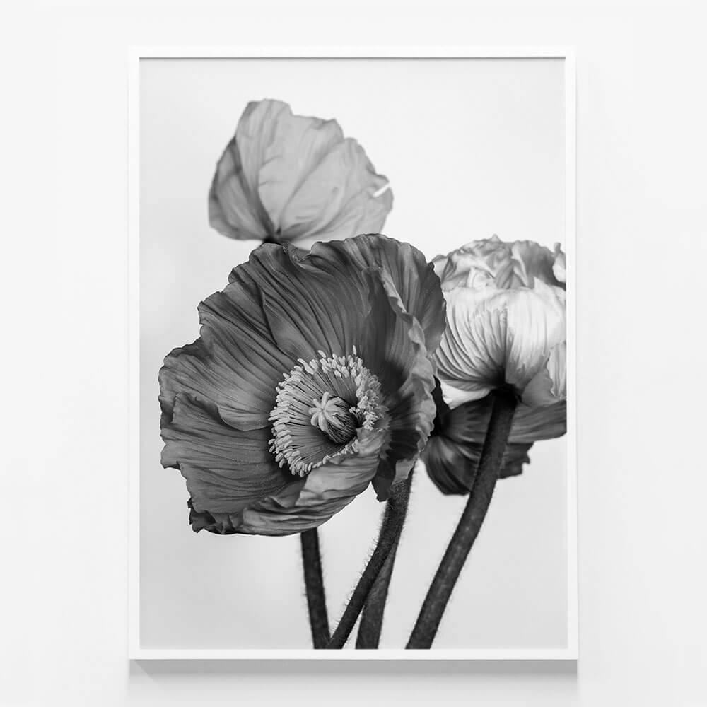 Oriental Poppies No. 2