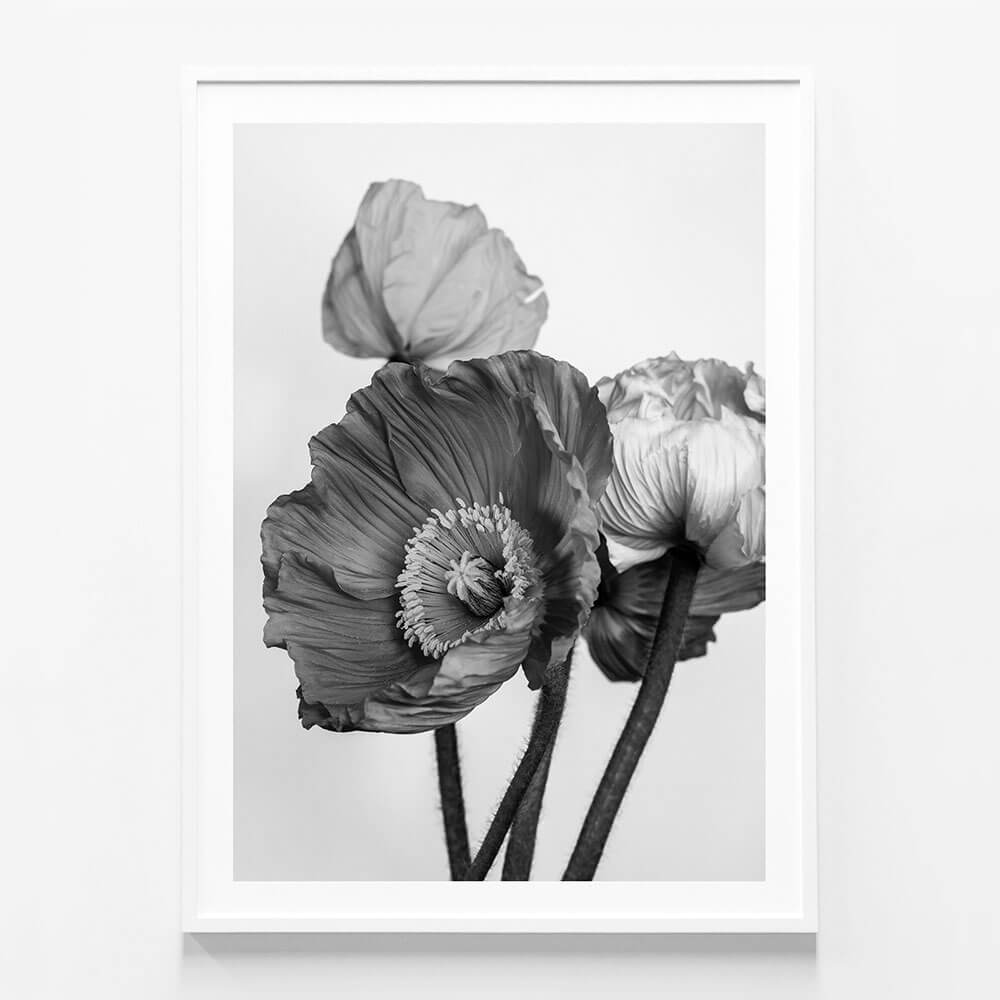 Oriental Poppies No. 2