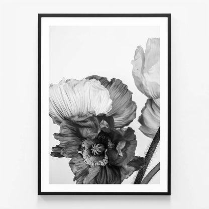 Oriental Poppies No. 3