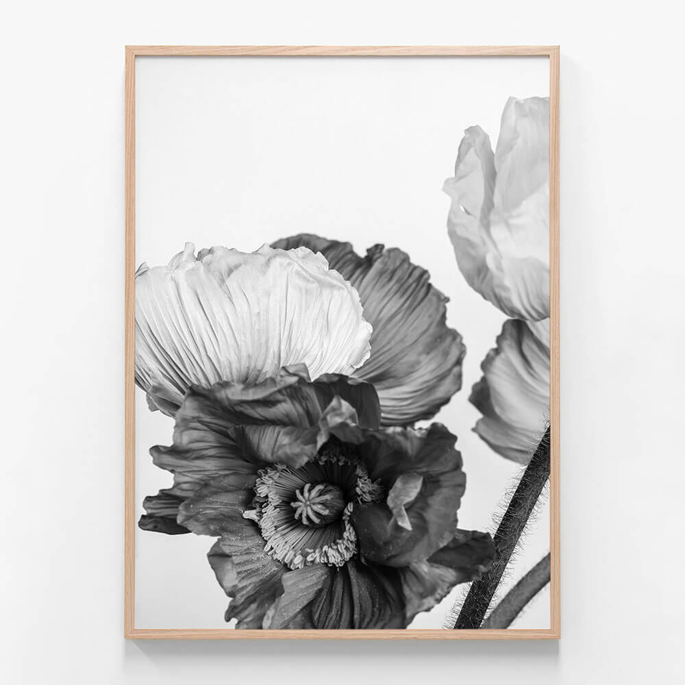 Oriental Poppies No. 3