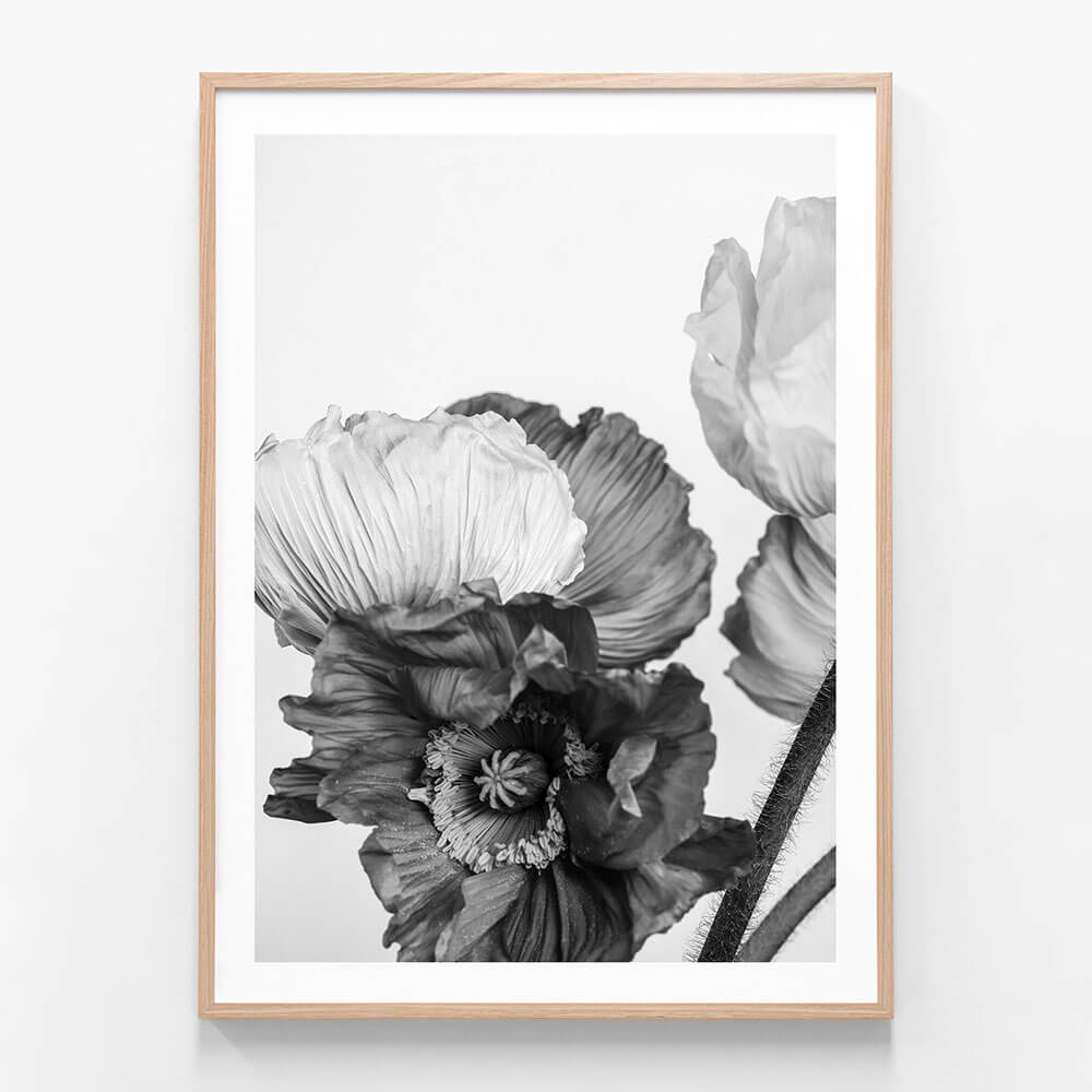 Oriental Poppies 3 wall art print in oak frame