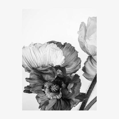 Oriental Poppies No. 3