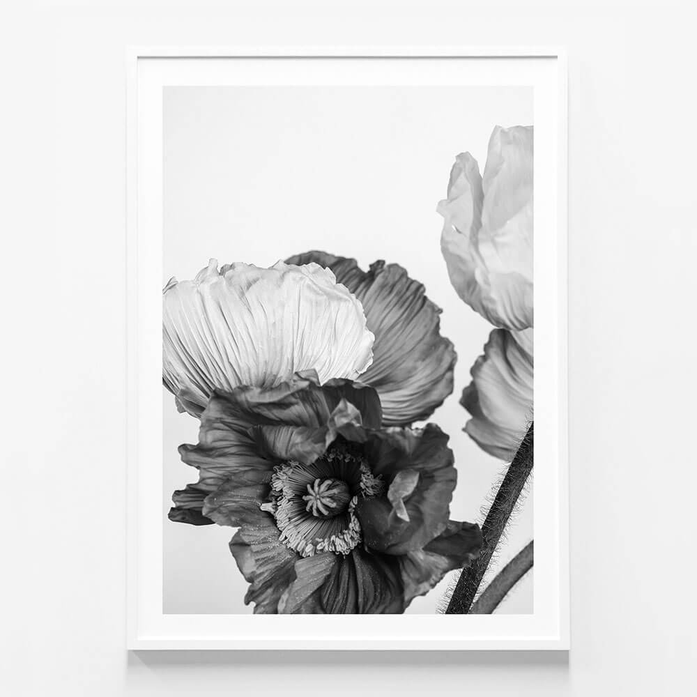 Oriental Poppies No. 3