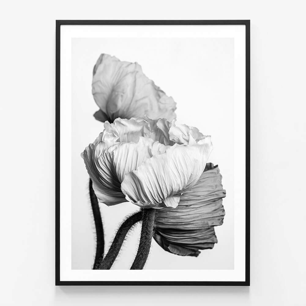 Oriental Poppies