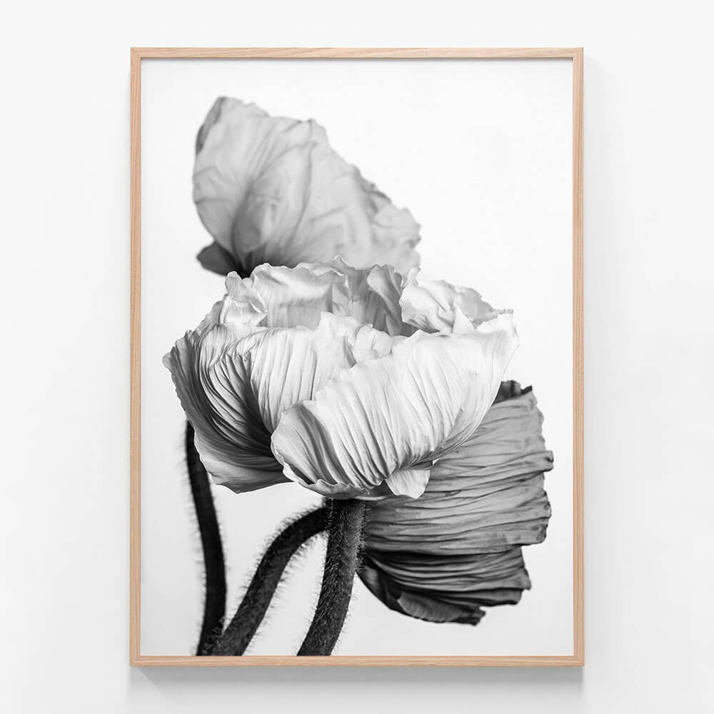 Oriental Poppies
