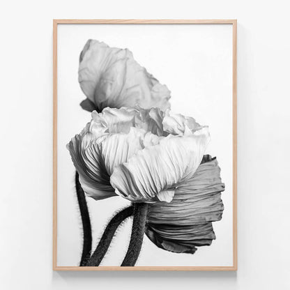 Oriental Poppies