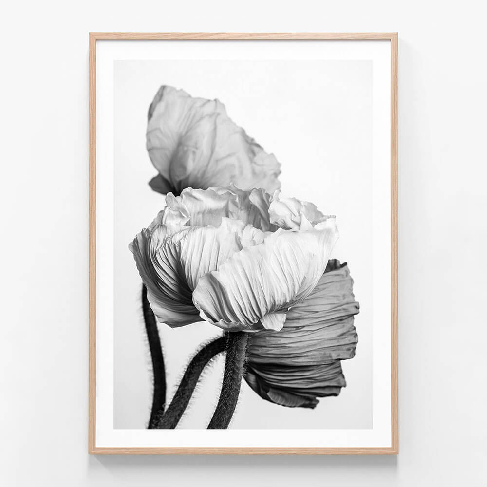 Oriental Poppies wall art print in oak frame