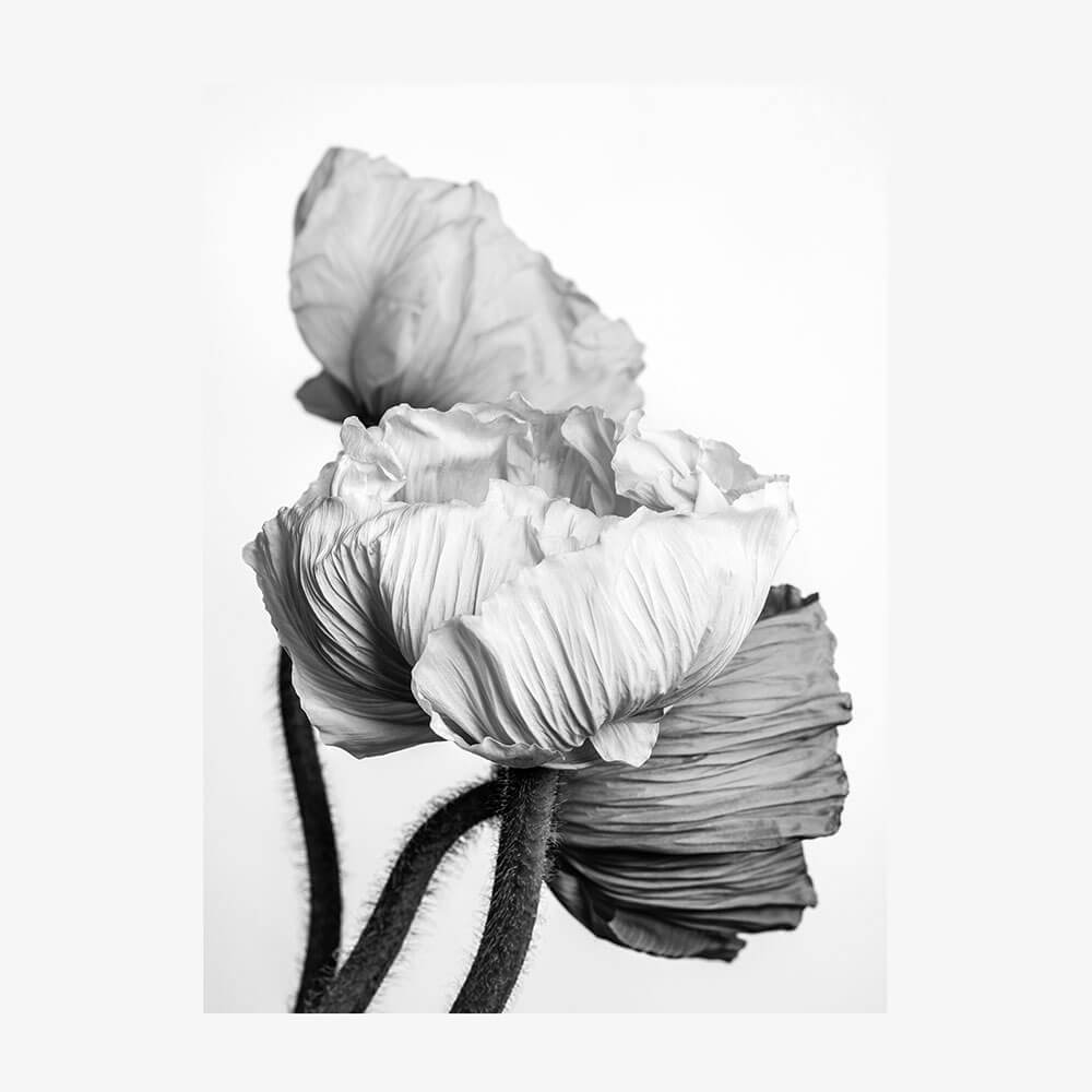 Oriental Poppies