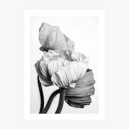 Oriental Poppies wall art print