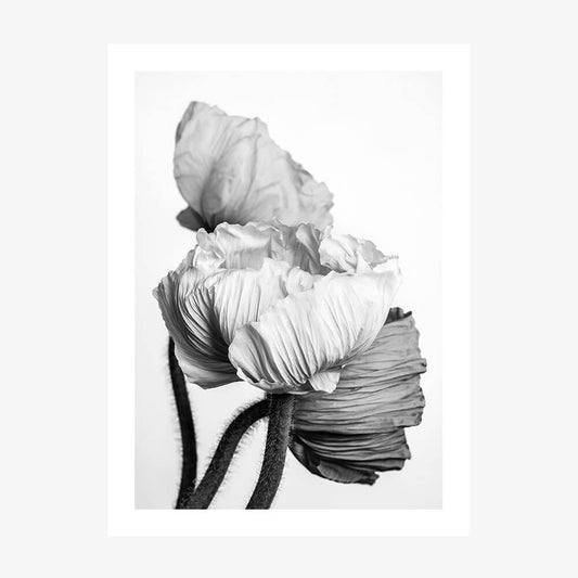 Oriental Poppies wall art print