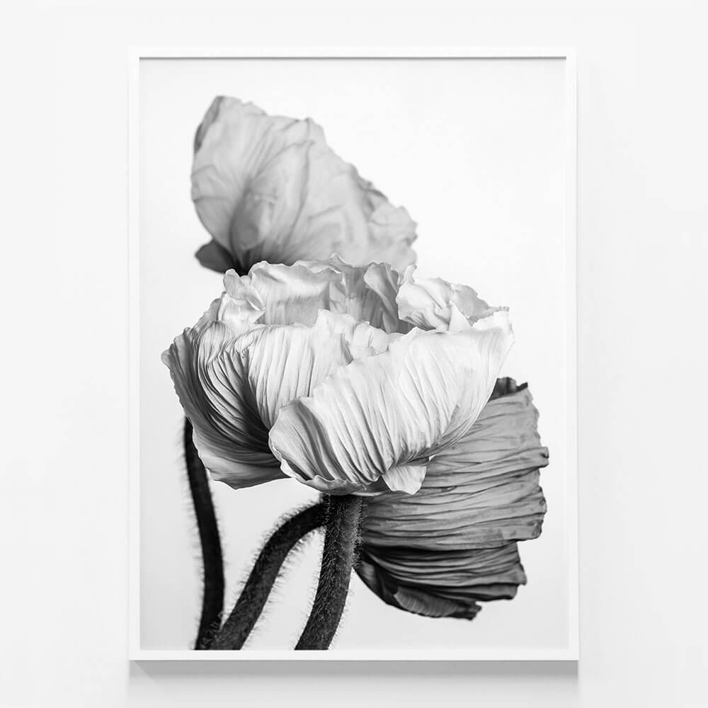 Oriental Poppies