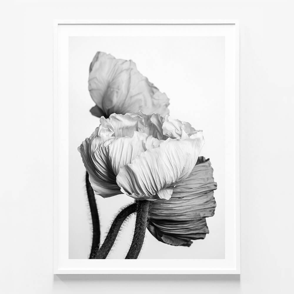 Oriental Poppies