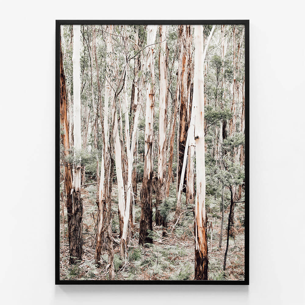 Otway Forest