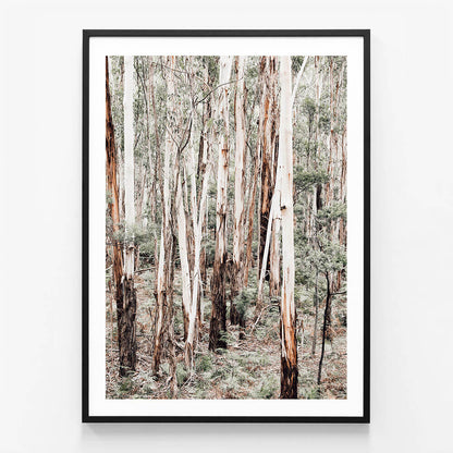 Otway Forest