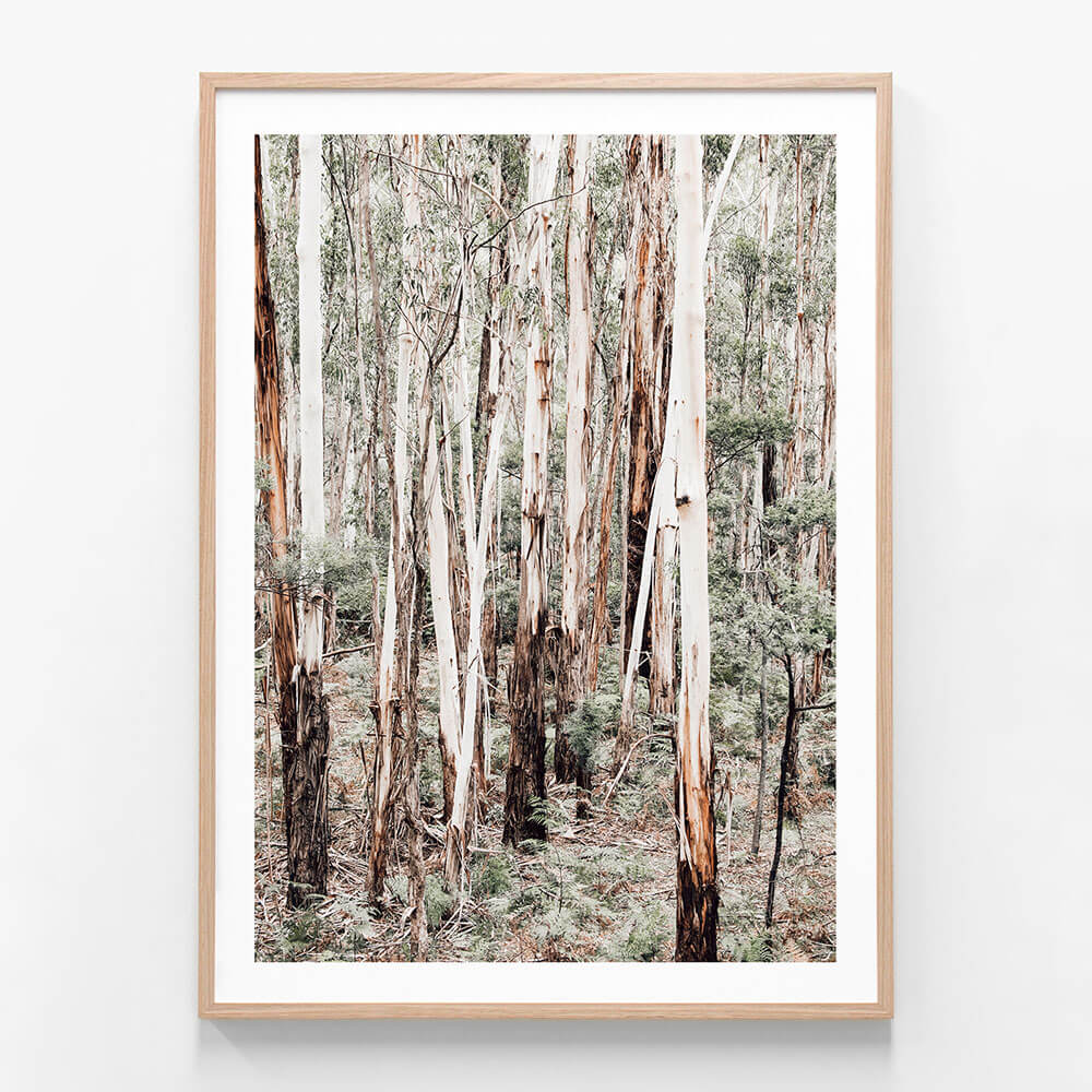 Otway Forest