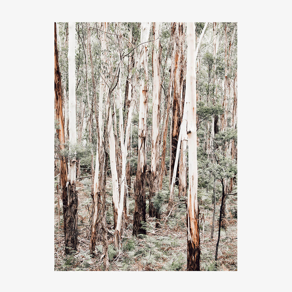 Otway Forest