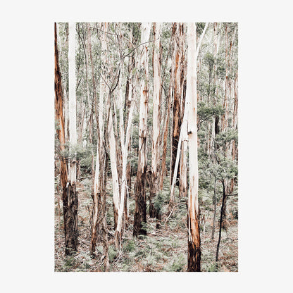 Otway Forest
