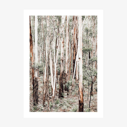 Otway Forest
