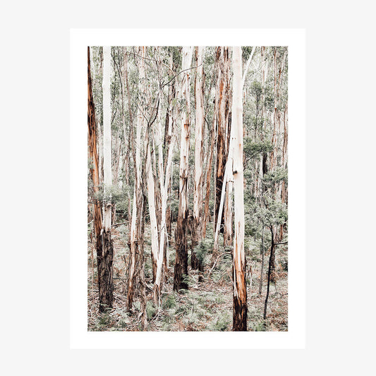 Otway Forest