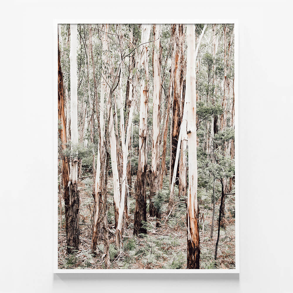 Otway Forest