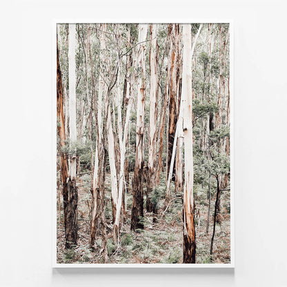 Otway Forest