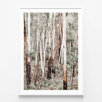 Otway Forest