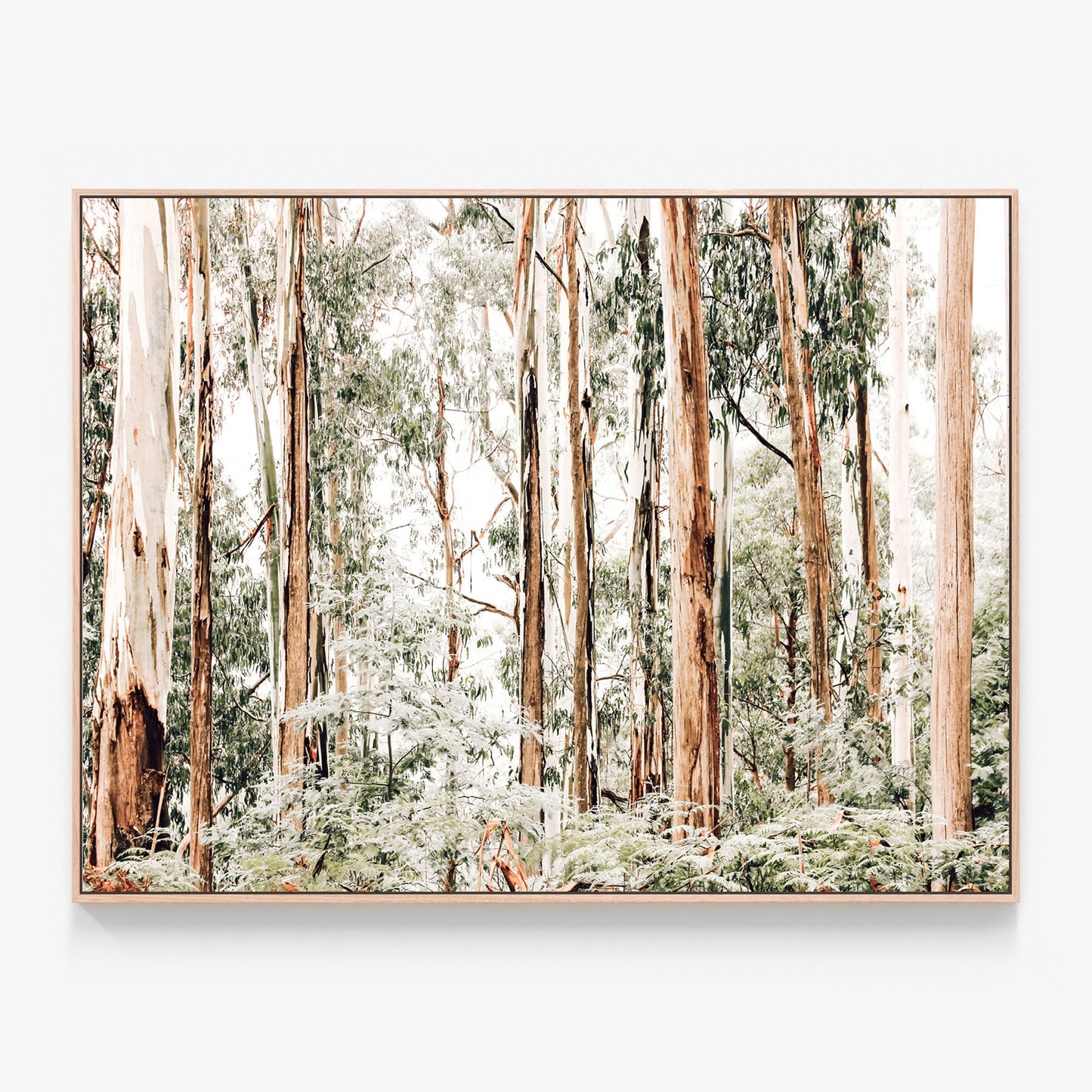 The Otway's forest bushland and gum trees photo canvas wall art print with oak float frame