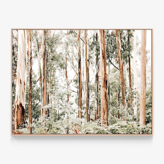 The Otway's forest bushland and gum trees photo canvas wall art print with oak float frame