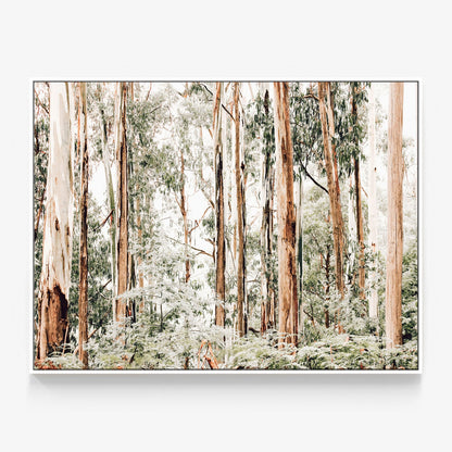 Otways Canvas